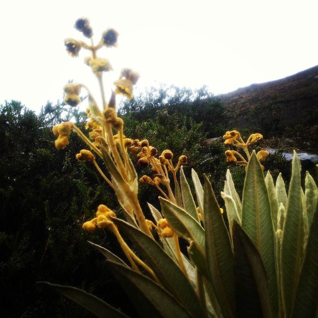 ClaritaMoralesL's tweet photo. #paramo #inflorescencia #frailejon #guardiandelparamo #flora #biologia #lovebiology #naturaleza https://t.co/VuguvO7fdb