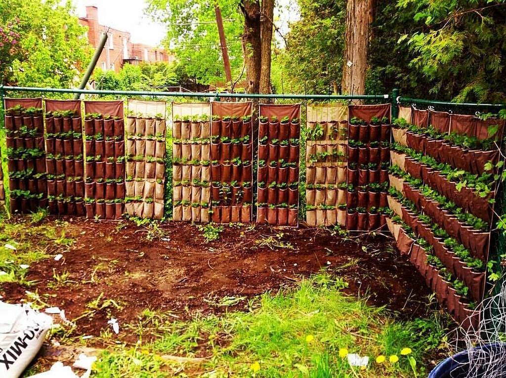 280 strawberry plants in the vertical set up in @theplantcharmer's backyard. ift.tt/1SOxdJu