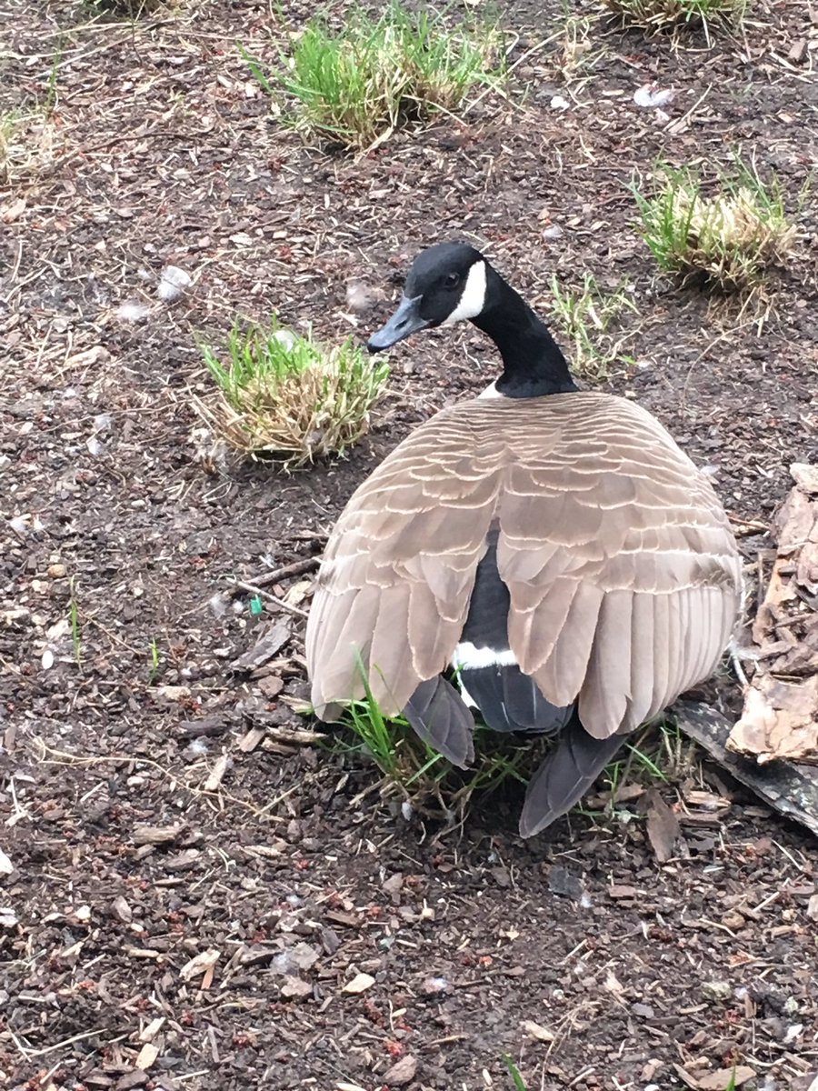 TrebickaT's tweet image. 