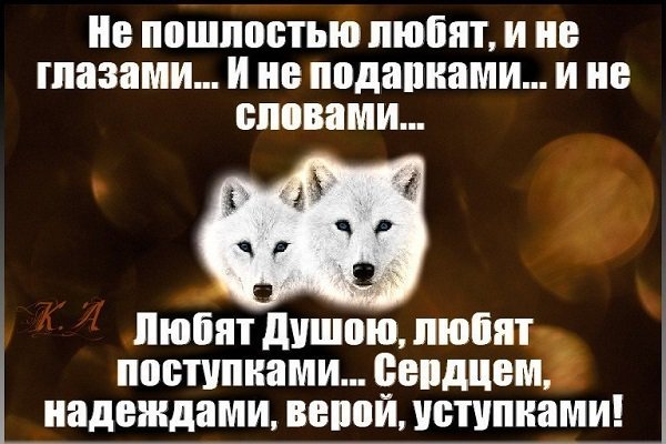 Цитаты Дикого Волка (@__wild_wolf__) on Twitter photo 