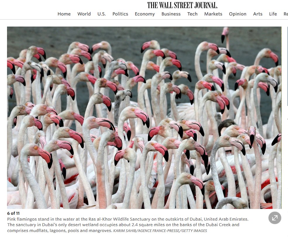 DXBMediaOffice's tweet photo. Pink flamingos stand in the water at the Ras al-Khor Wildlife Sanctuary among @WSJ's "Photos of the Day: April 5" https://t.co/pScpEhGCld
