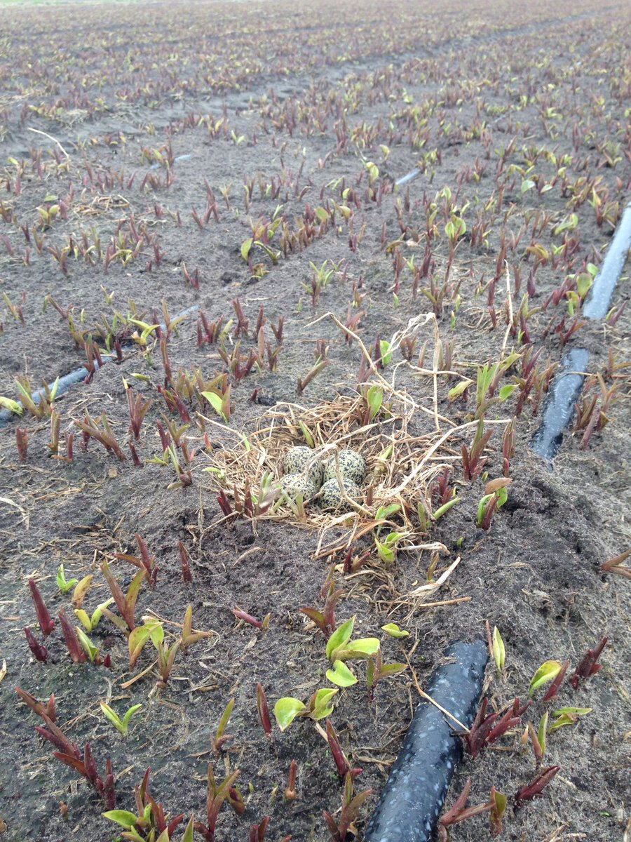 demiddenweg's tweet photo. Geen weidevogels meer? In de lelievelden wordt volop gebroed #lelieteelt https://t.co/xcifH6trTS