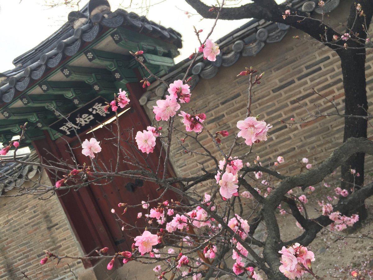 preney's tweet photo. 창덕궁 홍매화를 봤다💕💕 (@ 창덕궁 (昌德宮, Changdeokgung) in 서울특별시) https://t.co/Pk7nsBSX5s https://t.co/l4OkRp7rtv