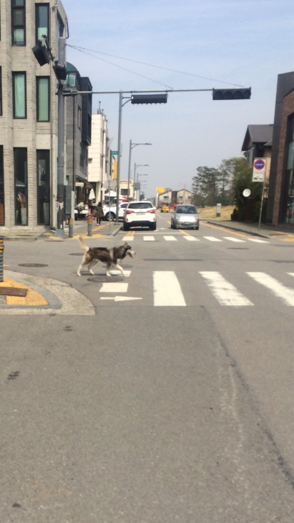 usemin2's tweet image. 판교동 너른들  어린이  공원에  목줄이  풀린  개가  출현하여 119대원 및 경찰관 분들과 함께 포획하였습니다. 주민들의 피해가  없어  다행이었습니다 :)#성남시