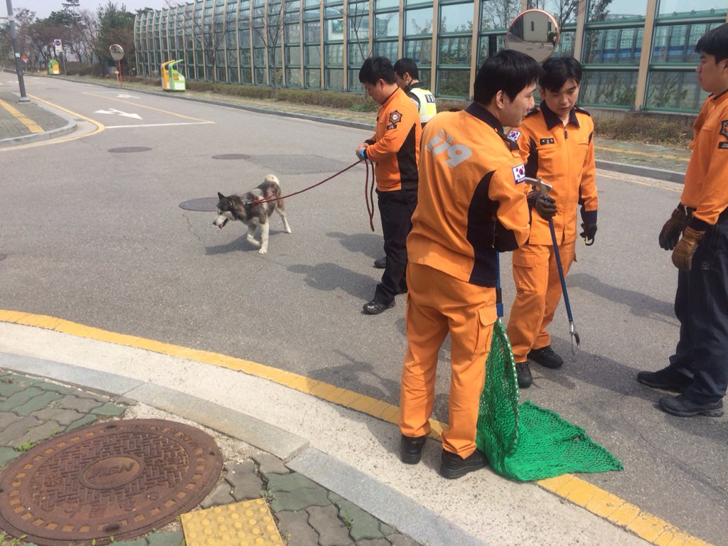 usemin2's tweet image. 판교동 너른들  어린이  공원에  목줄이  풀린  개가  출현하여 119대원 및 경찰관 분들과 함께 포획하였습니다. 주민들의 피해가  없어  다행이었습니다 :)#성남시