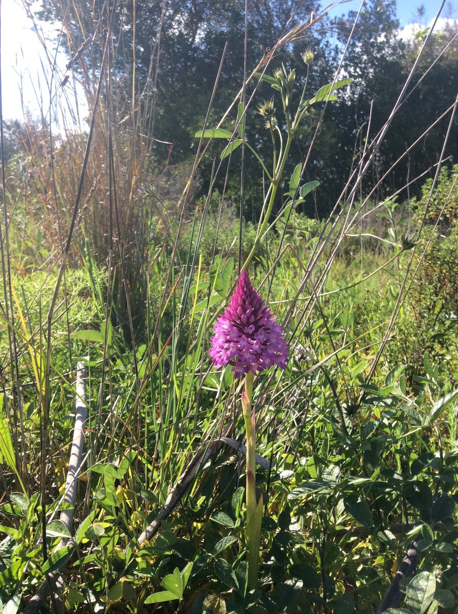 golfenvawards's tweet photo. Beautiful flora and fauna all around us! Pyramidal orchid were abundant at Palmares! #natureoncourse https://t.co/673EROzyNF