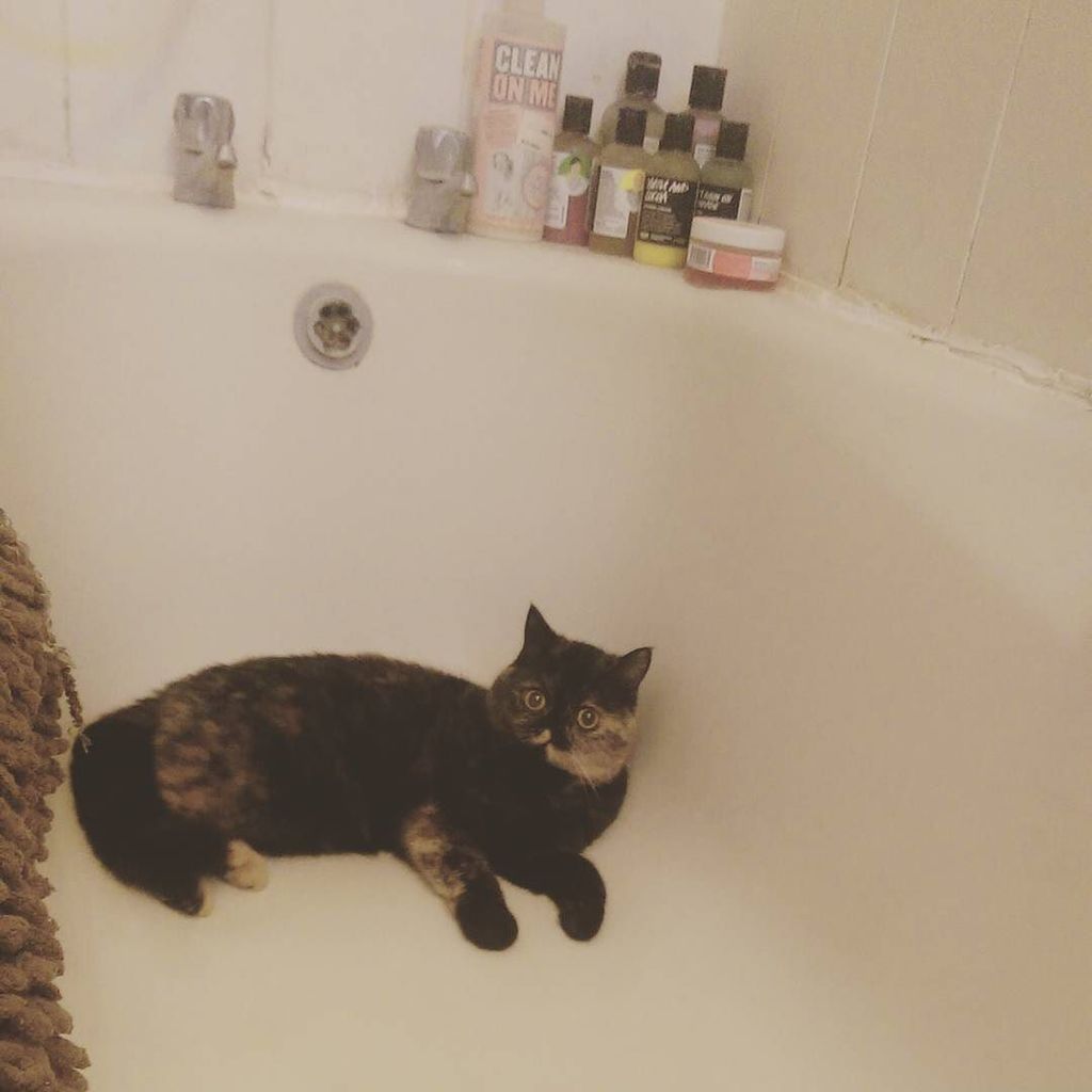 Chatchatcatcat's tweet photo. #catsinbaths #catsinbathtubs #tubcat #bathcat #exoticshorthair #cats #catsofinstagram #instacat by jazzchristie https://t.co/td0Znw21mf
