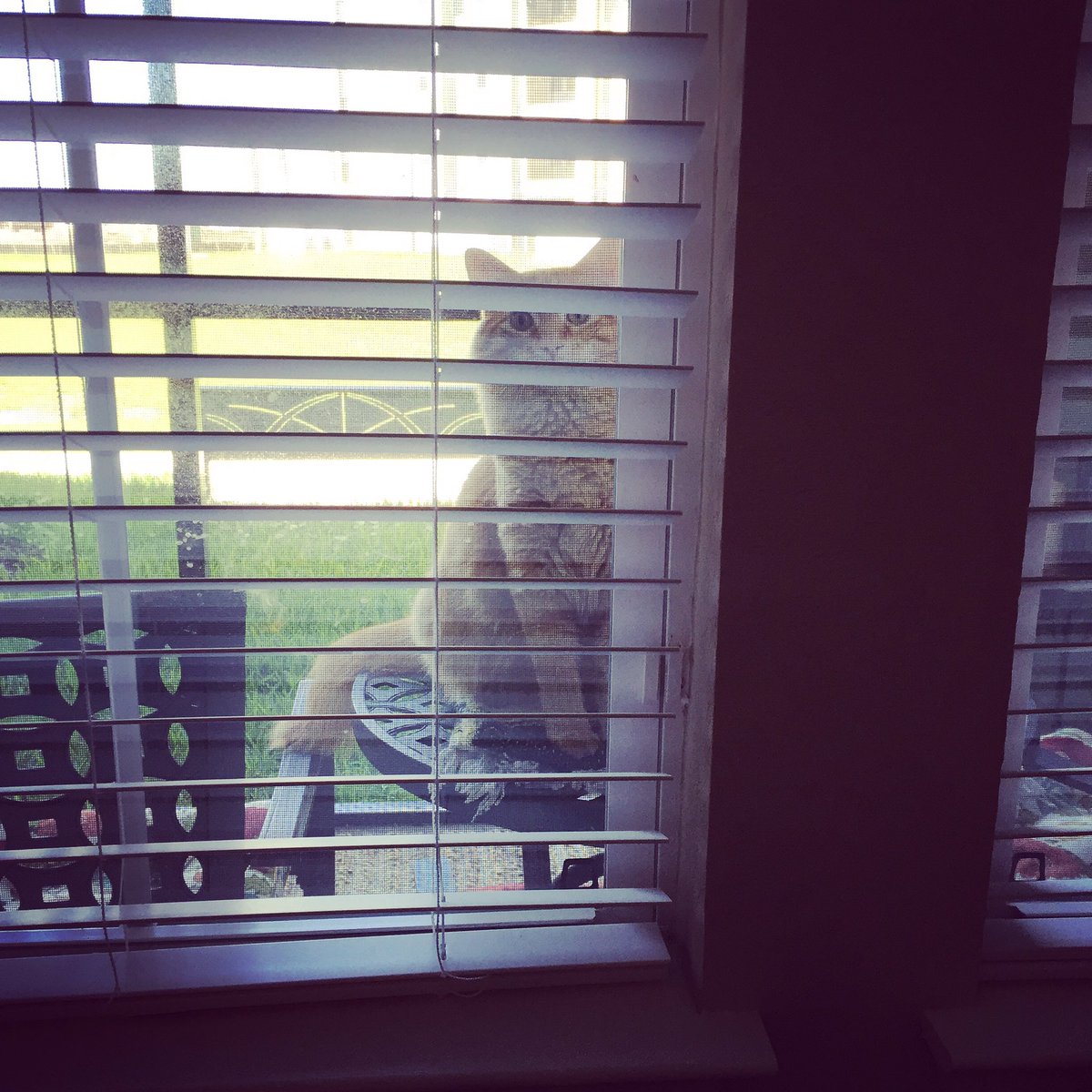 Mackthekittycat's tweet photo. Somebody's eyes are watchin....#kitty #porchtime https://t.co/O8tmbRNrQD