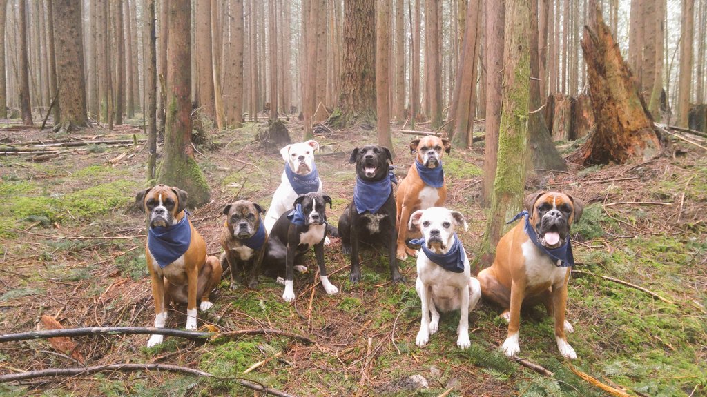 AdventuresDog's tweet photo. #Boxerpack https://t.co/UUDYRYocaU