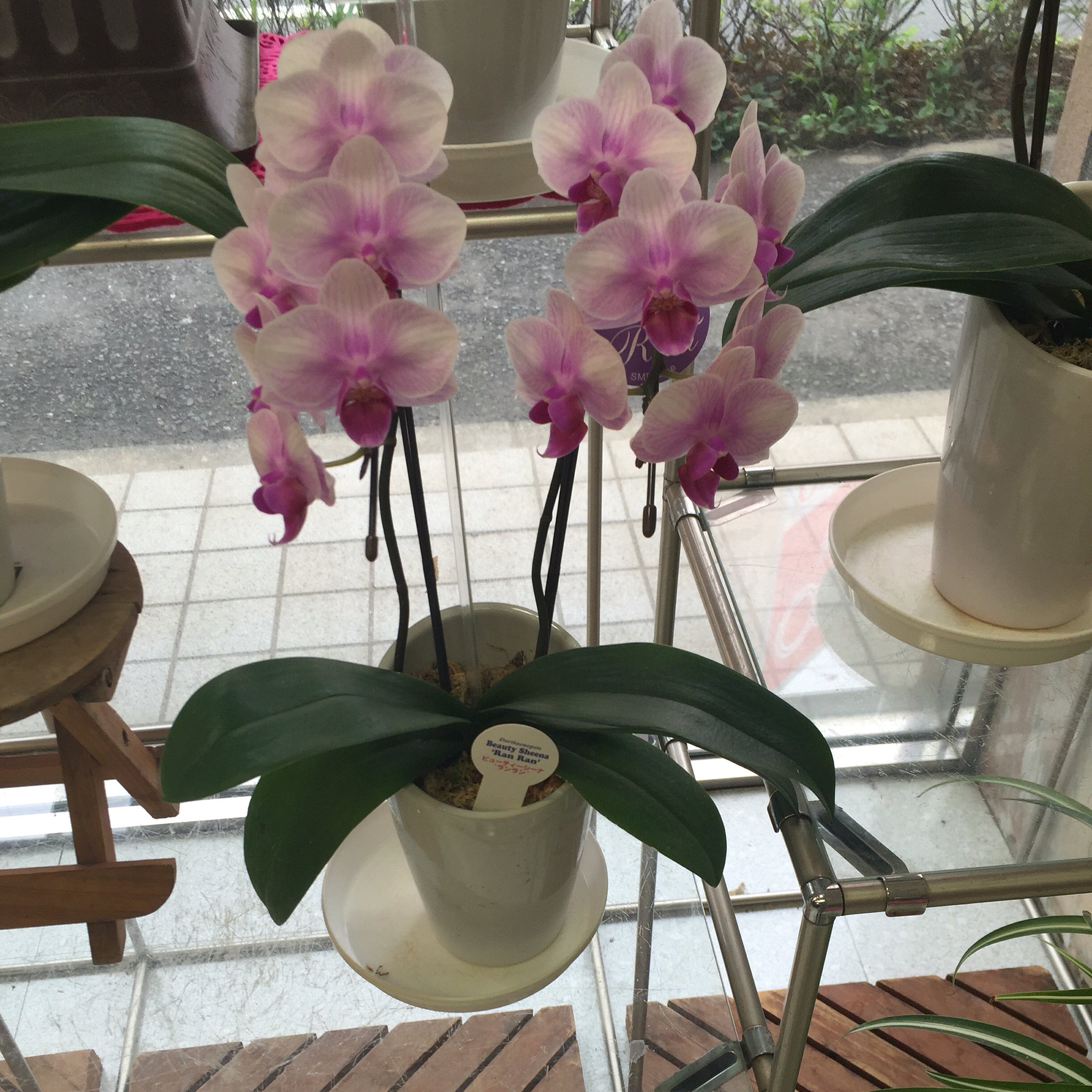 花工場on Twitter ミニ胡蝶蘭 T Co Ohewpj8kbf Twitter