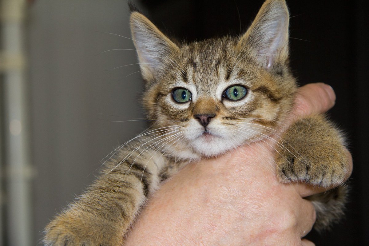 ProjectOnyxCat's tweet image. Baby Onyx 10 weeks old. 12 more days until the adoption! We are too excited! #PixieBob #Polydactyl #ProjectOnyx