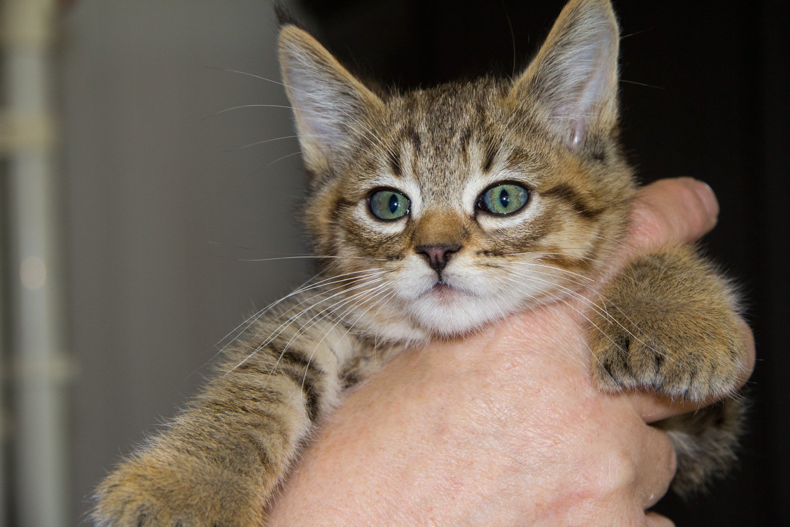 Steemit profile picture for @kitties