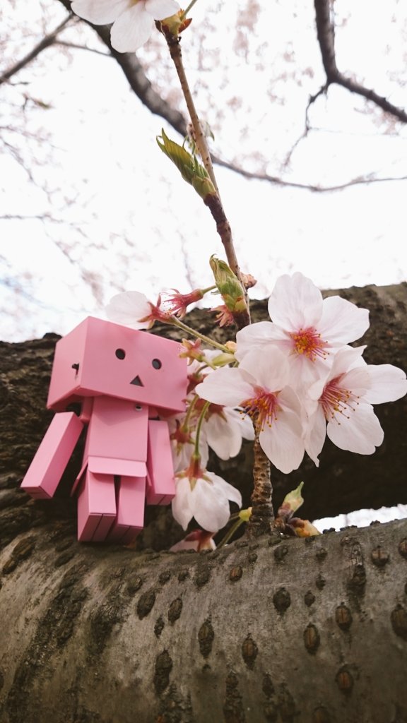 すみちゅ 桜ダンボーを持参して写真を撮ってきた ㅿ 桜 さくら 桜ダンボー 桜16 ダンボー 春風 春 ピンク 16 一番くじ サクラ ダンボー写真部 T Co La5qqmlvs8 すみちゅ 桜ダンボーを持参して写真を撮ってきた ㅿ 桜 さくら 桜ダンボー 桜16 ダンボー 春風 春 ピンク 16 一番くじ サクラ ダンボー写真部 T Co La5qqmlvs8