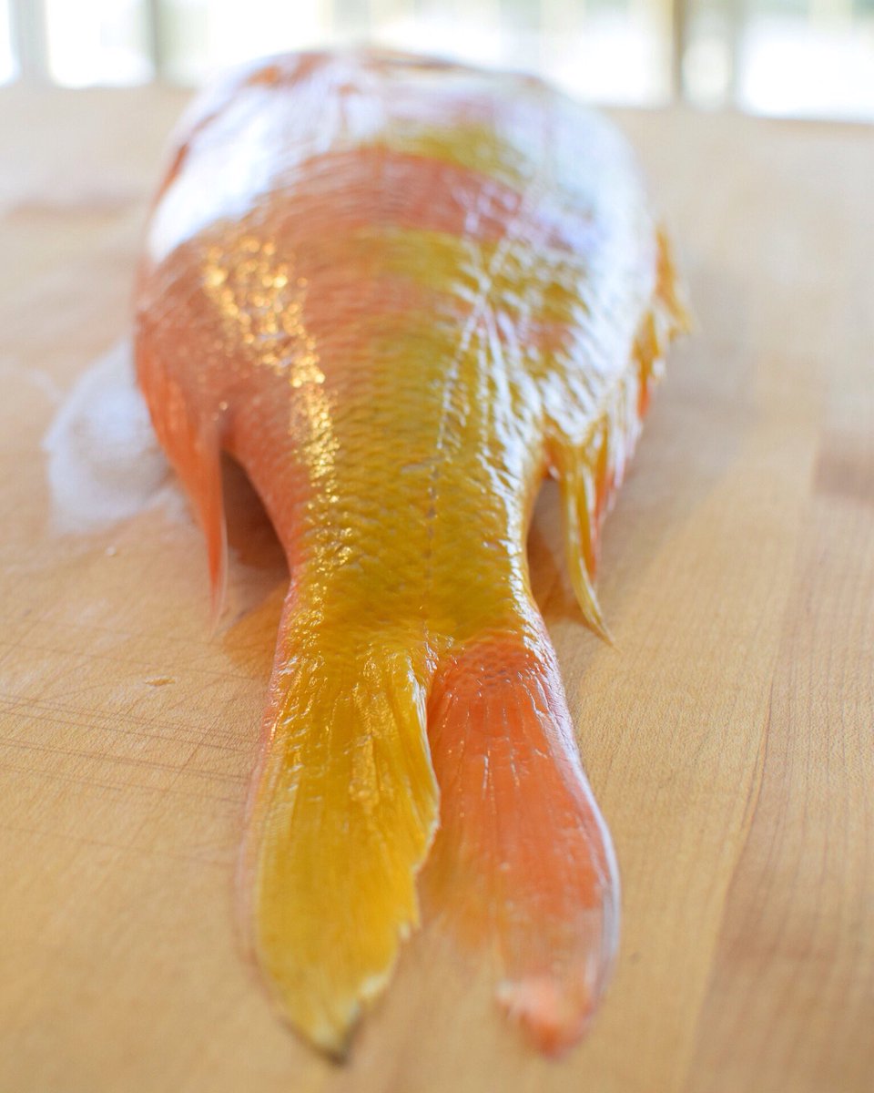 ChefKevinLeeHI's tweet photo. Gindai for tonight's crudo https://t.co/GyfhyQzXbG