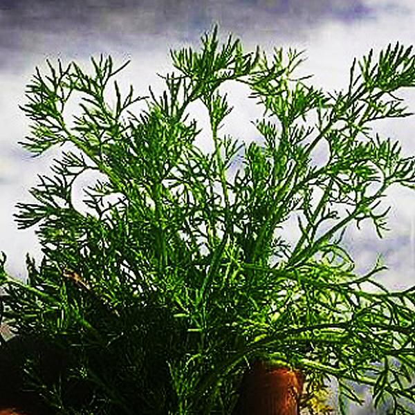 Biosar_IN's tweet photo. RT @gardeningoldman: Weed ID-ing in the Digital Age #farming https://t.co/VNzKlrKXen https://t.co/zUzqS1rubs #organic #fertilizers #Biosar