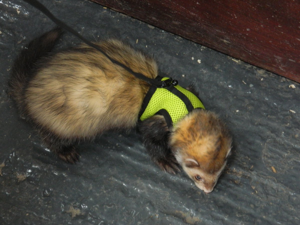 BorthZoo's tweet photo. We are taking the ferret for a quick walk! Bandit is quite old now so sleeps a lot &amp; this helps to keep him active! https://t.co/hyW0iUmqxK