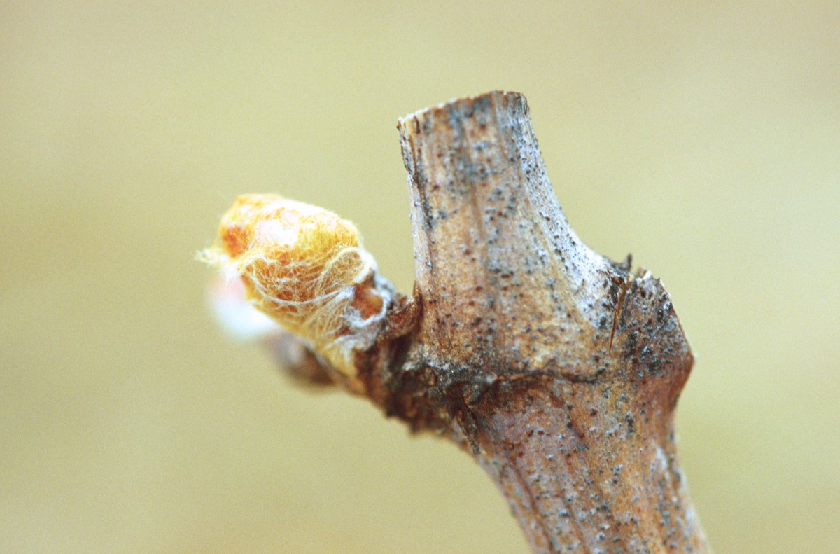 A #Chablis les bourgeons sont dans le coton sauf dans les parcelles tardives ou récemment taillées