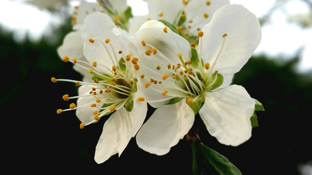 #꽃 
자두나무꽃 
( 20160406/경기/갤S5 ) 

아침햇살이 솟아나 꽂잎에 비추이는것이 참으로 아름답습니다 존오후들 되세요 ~^^
 youtu.be/B50ed6qaHbU