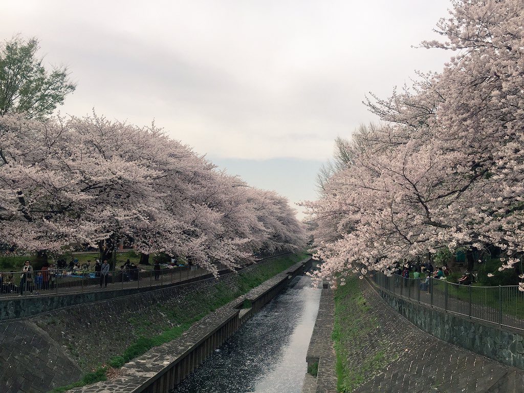 hatomiuco's tweet photo. 今日は花見日和@善福寺公園 https://t.co/xau37gic3D