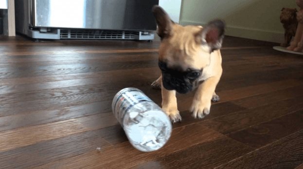 Frenchie a Little You Will Feel Better frenchbulldogfanclub.com/little-french-…