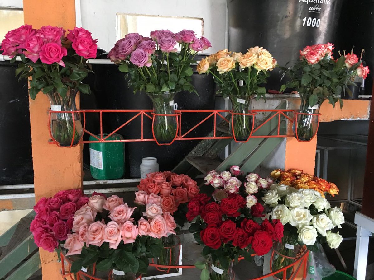 NTCImportExport's tweet photo. Too many beautiful options. What's your favourite color? #NTCimportexport #Rosesandmoreroses #colombianproducts https://t.co/n5nsG76o7D
