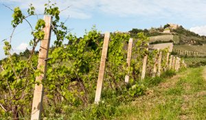 il 16 aprile Vagando Degusto alla Tenuta Diavoletto con <a href="/AisRomagna/">Ais Romagna</a> goo.gl/XTUc7x #vino