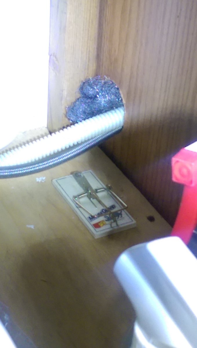 NicoLowery's tweet photo. My apartment complex tried to be more aggressive, my mouse got more snacks... #SmartMouse #MouseChronicles https://t.co/anavZo43A2
