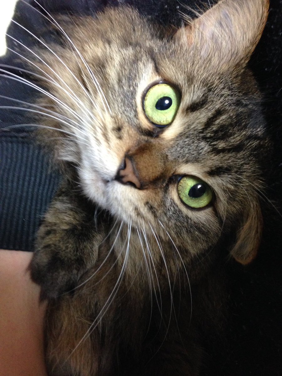 K 爪切りを嫌がる猫 T Co T3yxdpbpaq K 爪切りを嫌がる猫 T Co T3yxdpbpaq