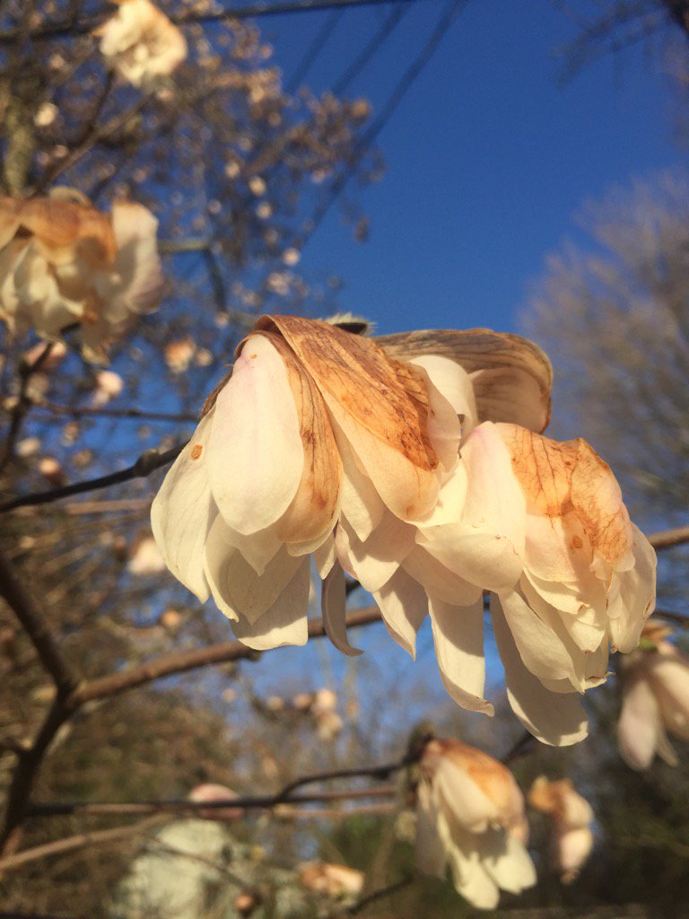 LizCho7's tweet image. They never even had a chance to show off all their beauty. #OverTheCold