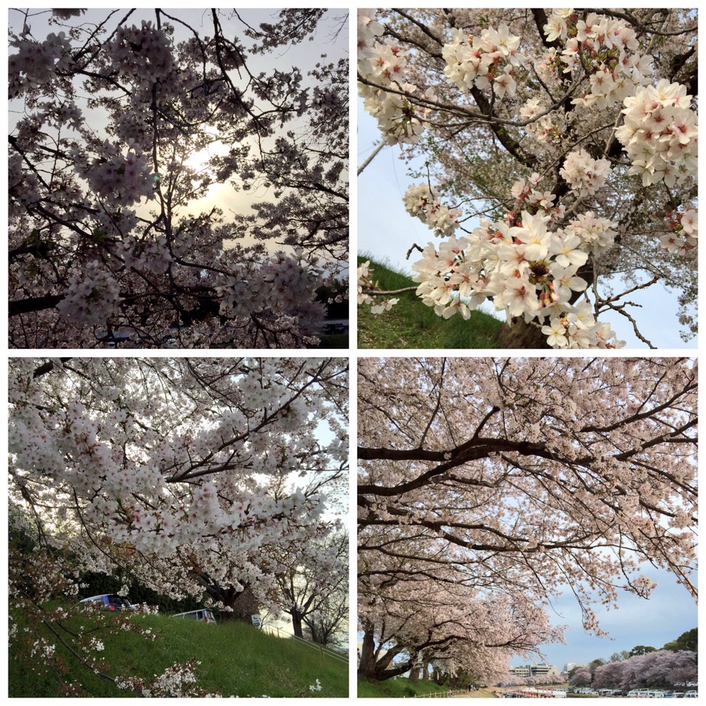 舞い桜 舞い桜