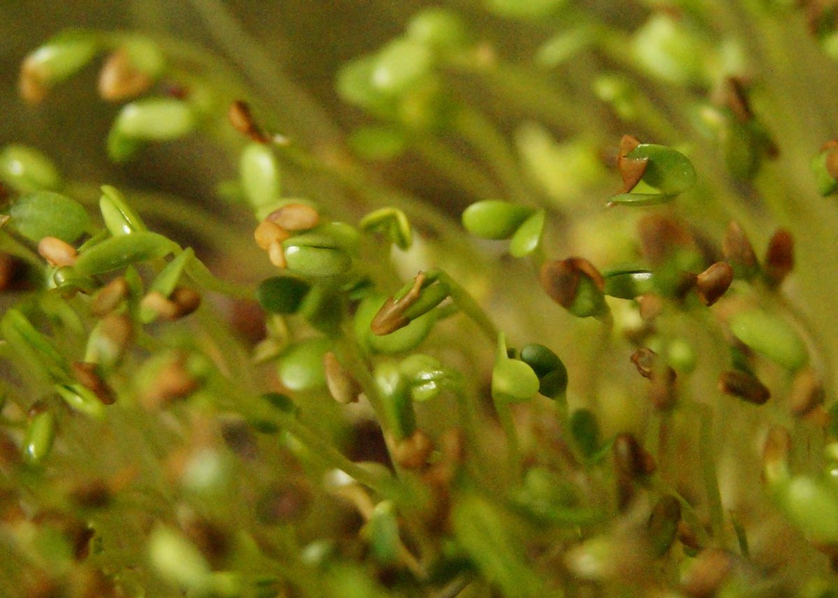 #Tipp #Superfood #selfmade #Brokkoli-Keime einweichen, in flaches Sieb, drunter eine flache Schale mit wenig Wasser