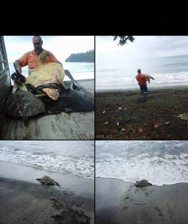 Pazarlarda canlı satılan kaplumbağaları satın alıp denize bırakan adam... Papua Yeni Gine