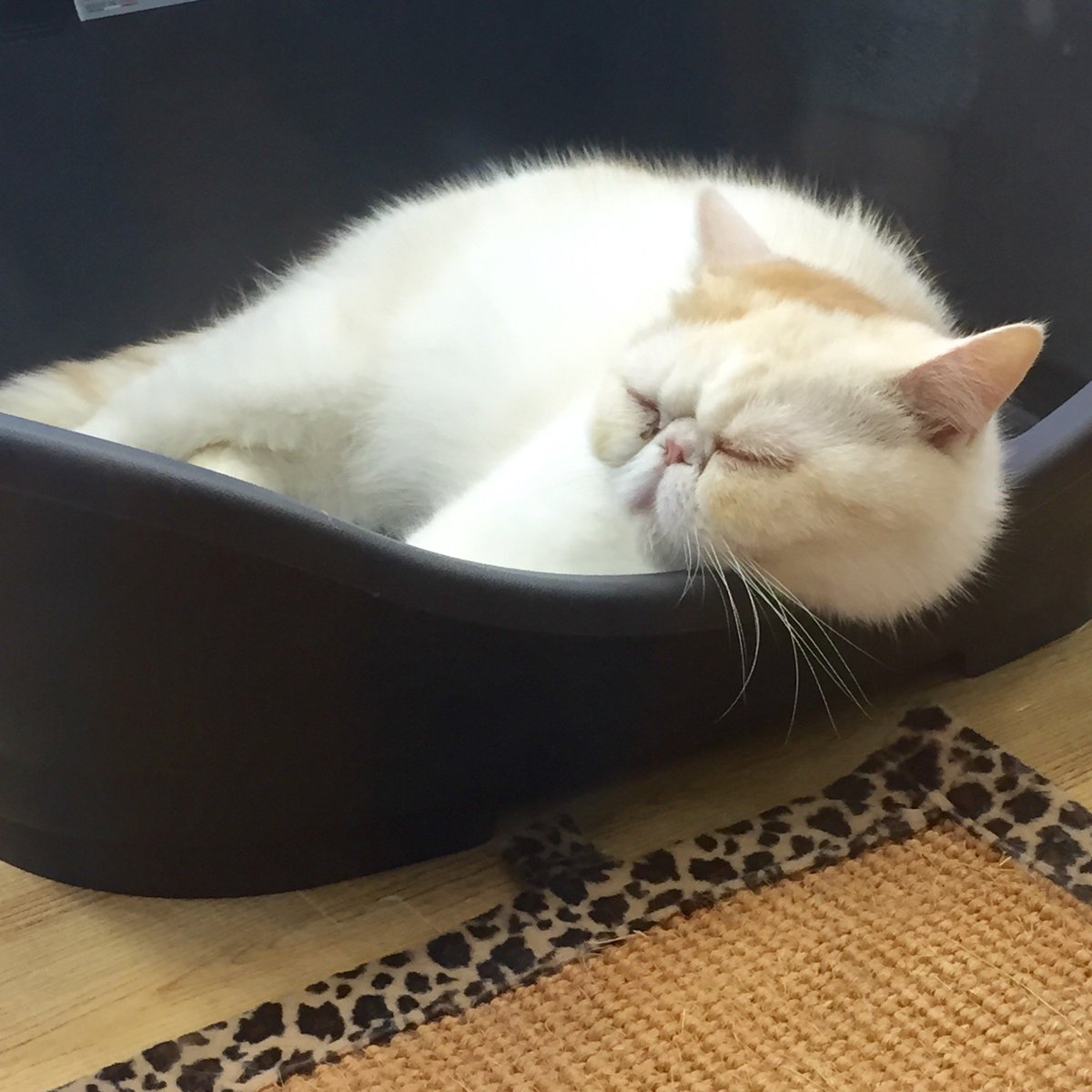 SandraW0104's tweet photo. #emotionalcity #SM6305 How can you sleep so well without a pillow https://t.co/Cji3eUhRLj