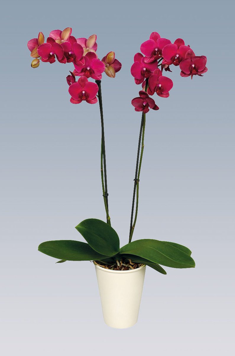 Green05bv's tweet photo. Heeft u onze phalaenopsis al gezien? Deze zijn vanaf week 16 tot week 23 leverbaar. #phalaenopsisweken https://t.co/lJ3YlTBIxx