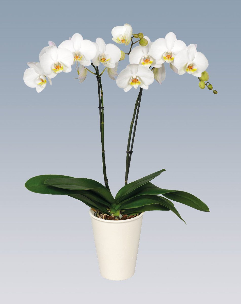 Green05bv's tweet photo. Heeft u onze phalaenopsis al gezien? Deze zijn vanaf week 16 tot week 23 leverbaar. #phalaenopsisweken https://t.co/lJ3YlTBIxx