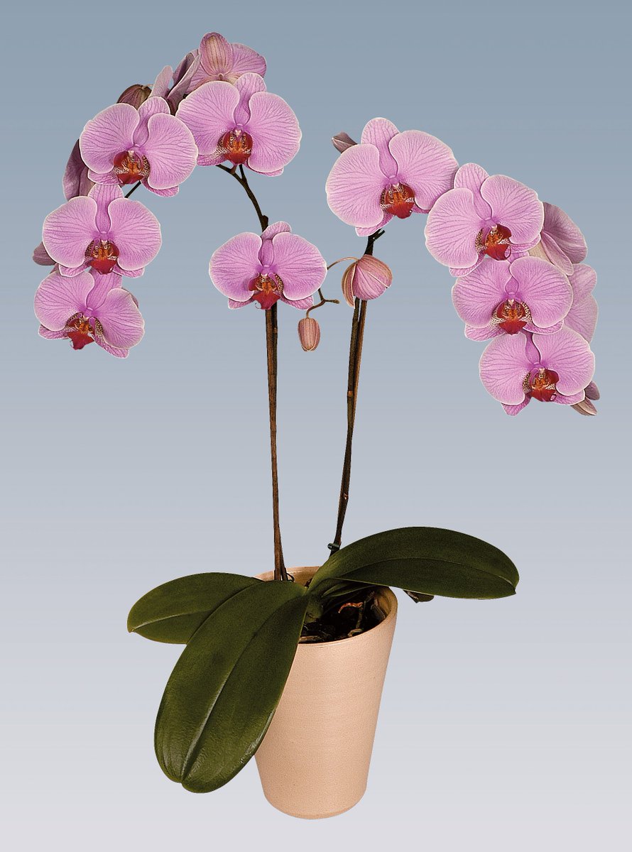Green05bv's tweet photo. Heeft u onze phalaenopsis al gezien? Deze zijn vanaf week 16 tot week 23 leverbaar. #phalaenopsisweken https://t.co/lJ3YlTBIxx