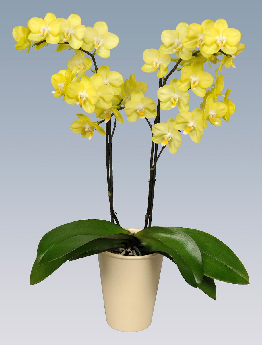 Green05bv's tweet photo. Heeft u onze phalaenopsis al gezien? Deze zijn vanaf week 16 tot week 23 leverbaar. #phalaenopsisweken https://t.co/lJ3YlTBIxx