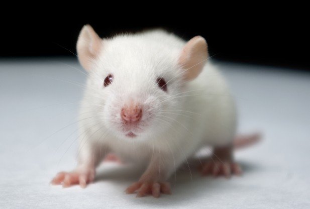 petsdirectuk's tweet photo. #Mice can jump up to 18 inches in air. #petfact https://t.co/gPYNqj7x8g