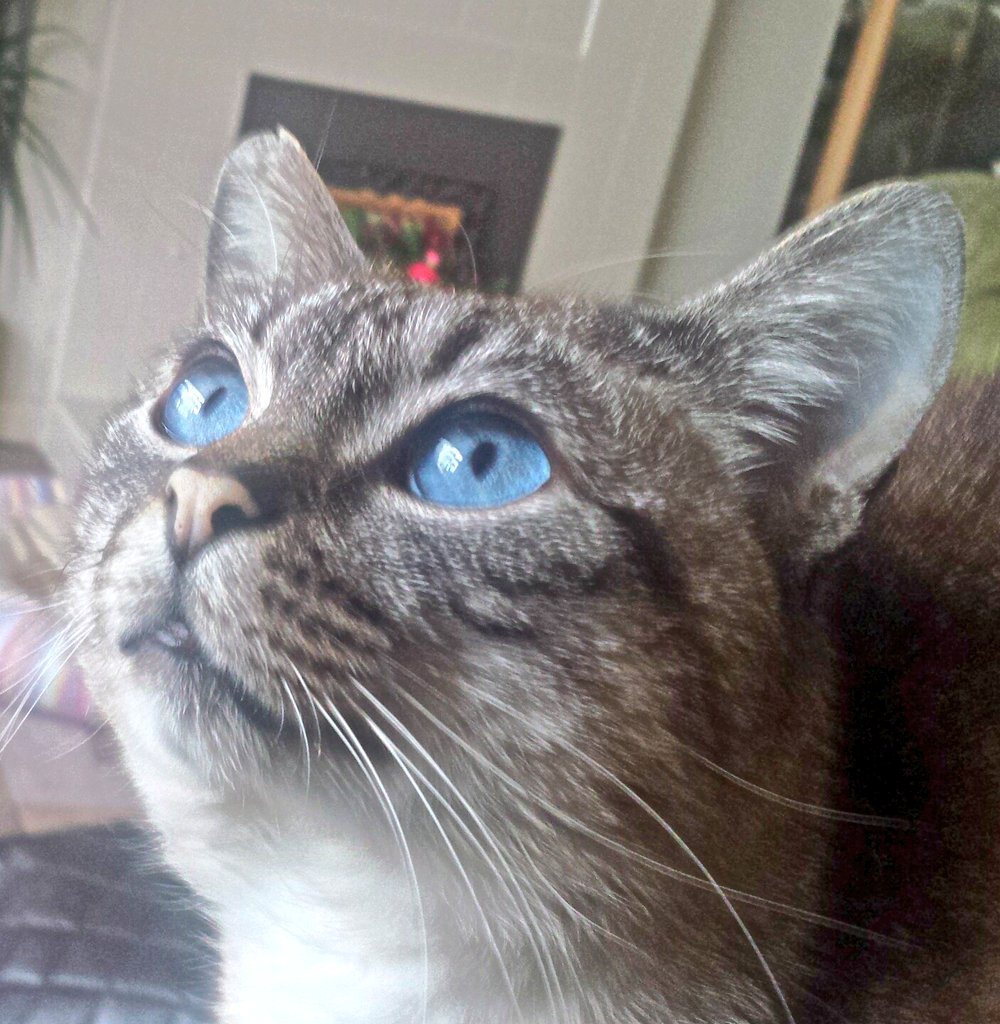samsons_story's tweet photo. Happy #whiskerswednesday !!!!
#blue #lynxpoint #fiv #ckd #fivpositiveisnotanegative #positivelyadoptable https://t.co/NvavOp31PD