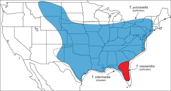 EcographyJourna's tweet image. What determines species distributions of Yucca #moths? onlinelibrary.wiley.com/doi/10.1111/ec… #SDM #nichemodelling #insects #USA