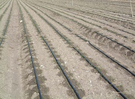 Tarlanızın toprak yapısı ne kadar karışık olursa olsun, Netafim sizin için uygun çözümler bulur.