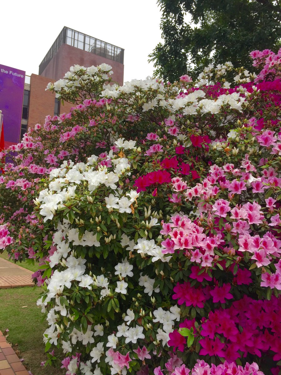 SandraW0104's tweet photo. #emotionalcity #SM6305 Life should be as splendid as those flowers. live without any regrets https://t.co/qSiiB2WBnz