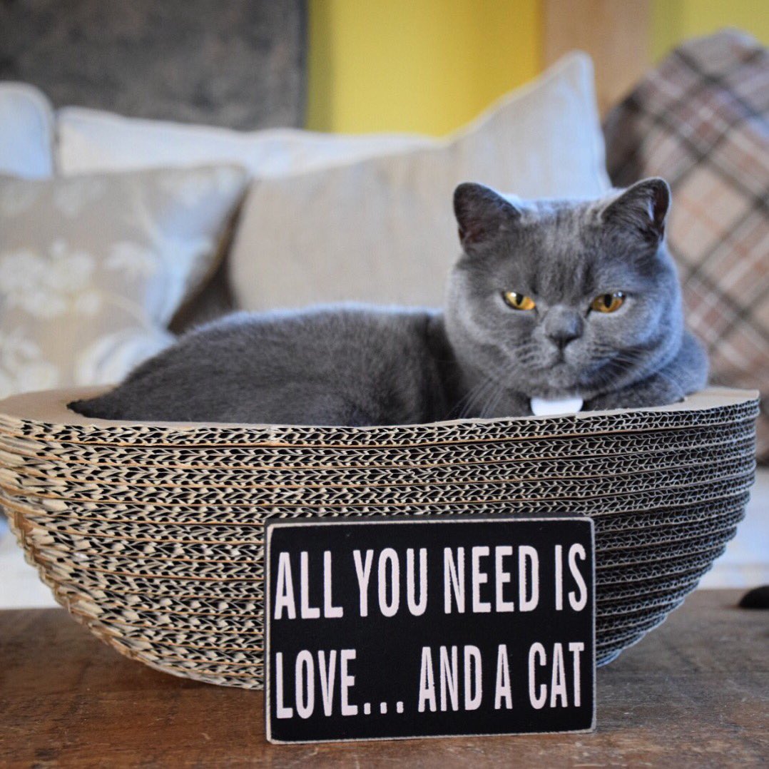 PijuiSilver's tweet photo. True dat🐾❤️ https://t.co/45P6OSvrLa