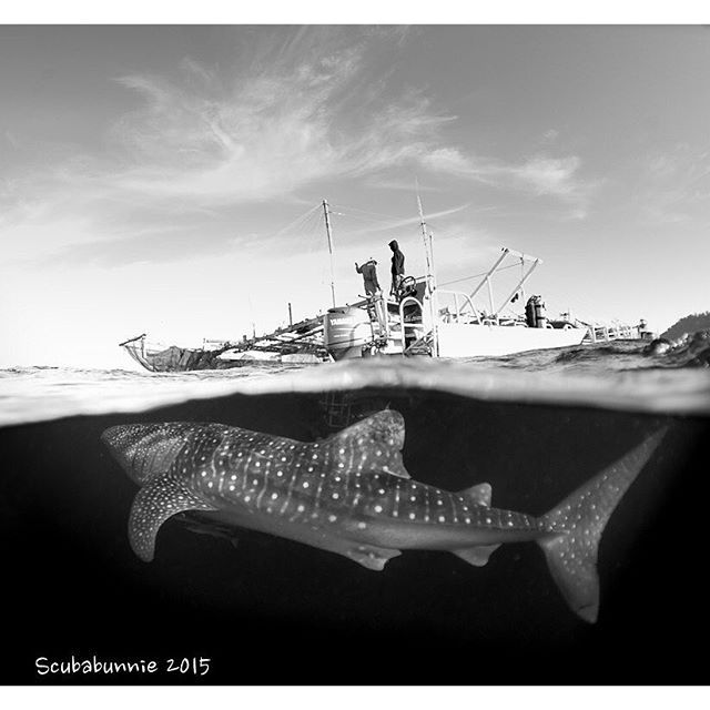 PADI's tweet photo. You never know what you'll encounter beneath the waves...photo by 'scubabunnie' - more at https://t.co/Sp0l7K7Cnx https://t.co/a1W7zlhsKC