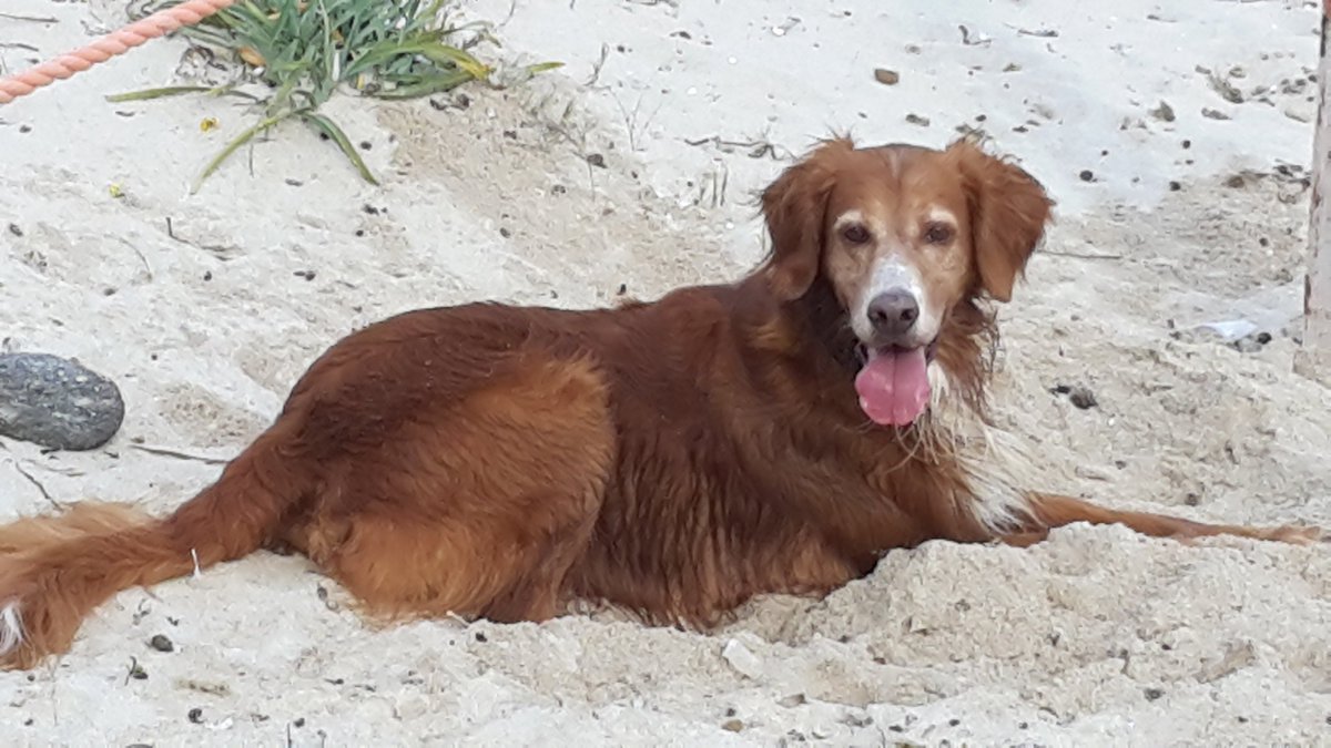 saratata's tweet photo. #difendendo_mi da tutto e tutti.. guai a chi mi tocca! Tanto amore.. 🐶🐾 https://t.co/81wLILPZ1U