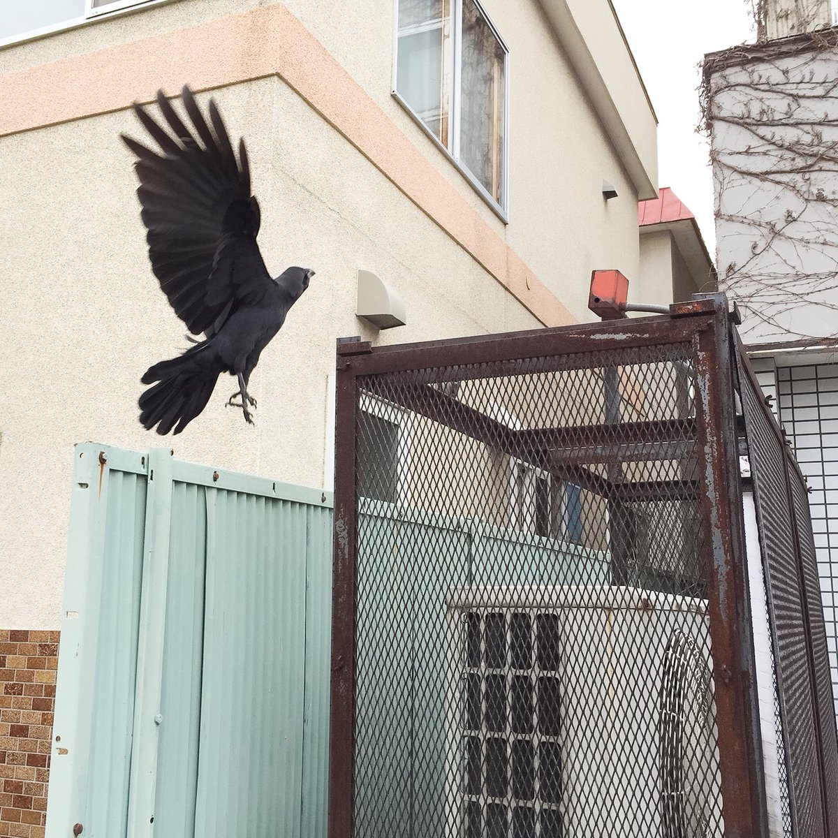 osanpoyuta's tweet photo. はばたき(habataki) | flutter | flattern
#はばたき #flutter #flattern #crow #Sapporo #Hokkaido #Japan #art #streetphotography https://t.co/HYKO1cau0g