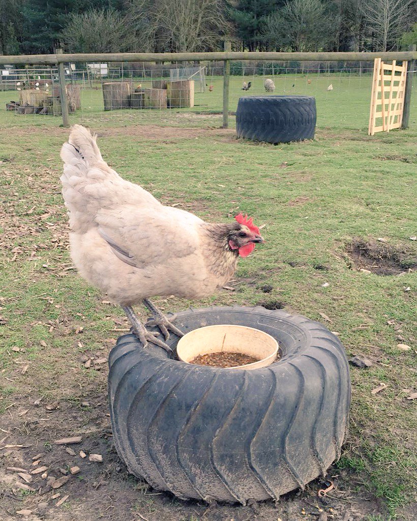 ElmNursery's tweet photo. Just stopped raining on #elmnurseryfarm visit us & new cafe #elmkitchen #easterholidays #woking #cake @street831 https://t.co/eeGzD0cMgZ