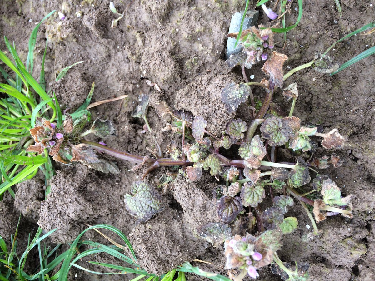 Blij met resultaat van FOX in graszaad #akker #teelt