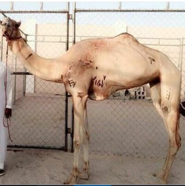 hajasn's tweet photo. الجزيرة المعجزه النادره 👍 https://t.co/J24fqwTFg5