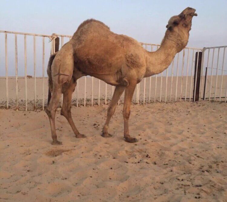 hajasn's tweet photo. الجذاب بعير بن فراج المري https://t.co/7M2U2AZr6e
